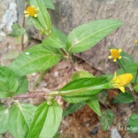 Acmella uliginosa (Sw.) Cass.